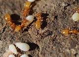 Photos of Small White Ants In Soil