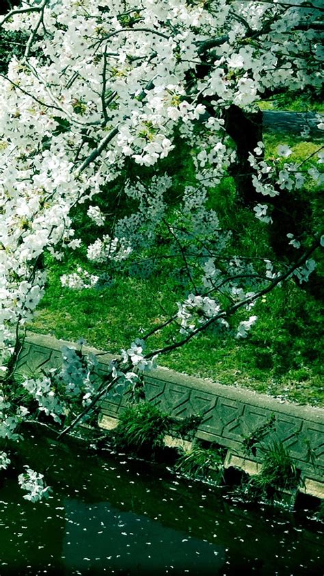 Sakura Over River Iphone Wallpapers Free Download