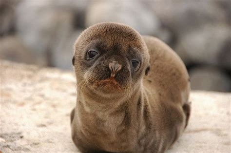 Hello Im Just A Baby Sea Lion Baby Sea Lion Animals Galapagos