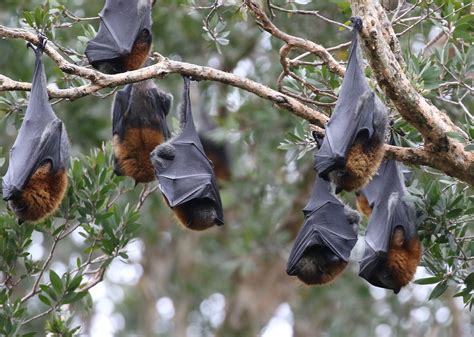 Grey Headed Flying Fox Pteropus Poliocephalus Is Endemic To The South