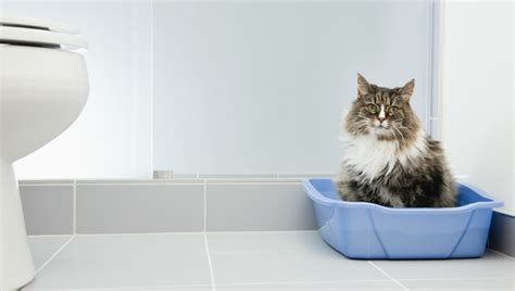 Although the record of historical litter box use is blurry at best, we know that for most of their history with people, cats primarily lived outside. Your Cat Sleeping in the Litter Box Could Be the Sign of a ...
