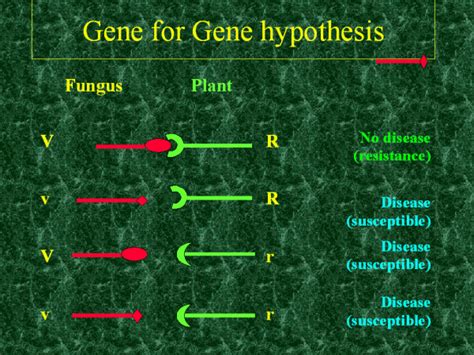 As you read, highlight or underline the lines that either correct or confirm the statements above. Gene for Gene hypothesis