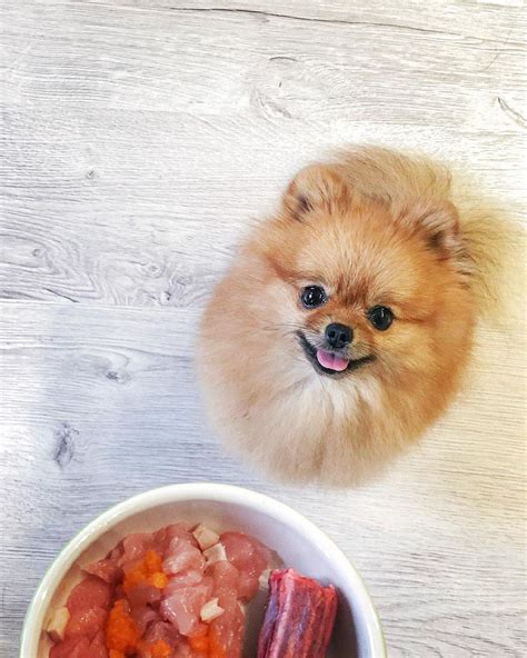 The 15 Happiest Pomeranian Pictures Of All Time | PetPress