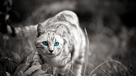 Full Hd Wild Cats Wallpapers Wallpaper Cave