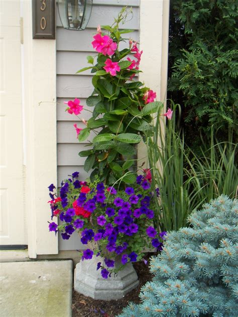 To clean wipe outside with damp cloth. ContainerEyes Mandevilla vine, purple and pink petunias ...