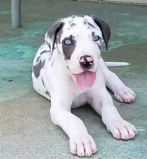 Great Dane Puppies South Florida Great Dane Puppies For Sale In Florida From Top Breeders