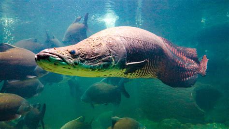 13 Jenis Ikan Yang Cocok Dipelihara Di Kolam Ikanesia