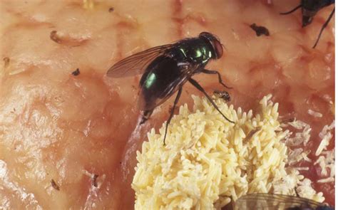 How quick fly lay eggs maggots on food in just a minute ewww criscel diano. overview for ll4m4tr0n