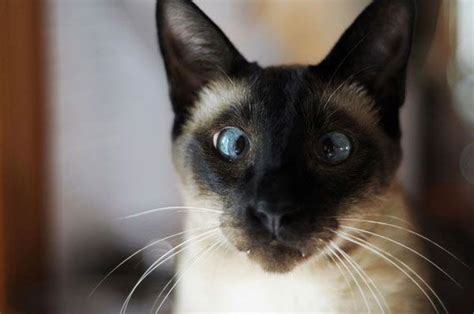 21 Ridiculously Adorable Cross Eyed Cats Cross Eyed Cat