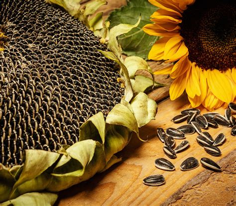 Sunflower Seeds Scoular