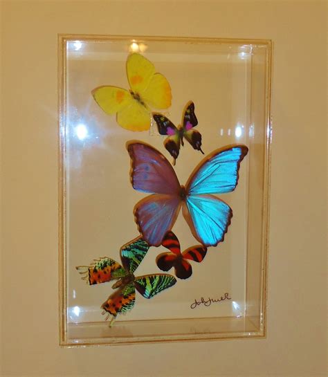 Butterfly Display Framed Butterflies Mounted Butterflies