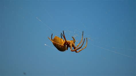 A Spider In My Front Yard By Lonewolf6738 Image Abyss
