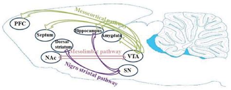 Schematic Representation Of The Sites Of Actions Of Nigrostriatal