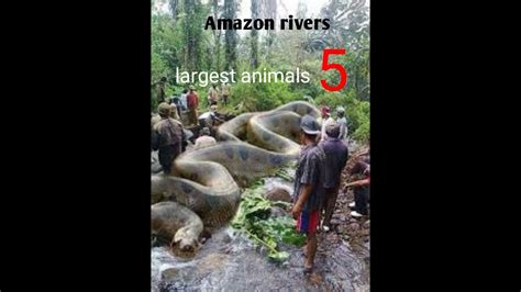 Amazon Rivers Most 5 Animals Youtube