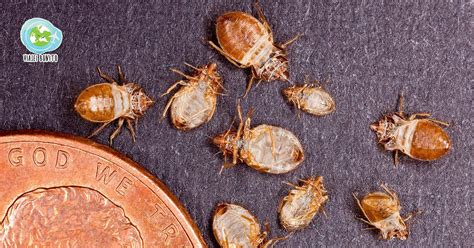 Bed Bugs Como Identificar E Se Livrar Do Seu Pior Pesadelo Viajei Bonito