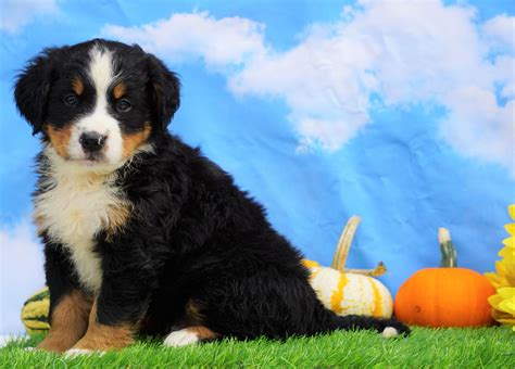 Akc Registered Bernese Mountain Dog For Sale Sugarcreek Oh Male Seth