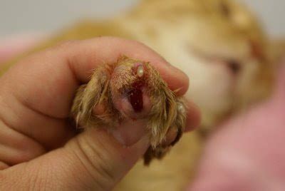Cats have retractable claws and they have round and compact paws. Kingsbrook Animal Hospital's Blog: Ingrown Toenail