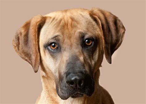 Mountain Cur Dog Breed Info Pictures Personality And Facts