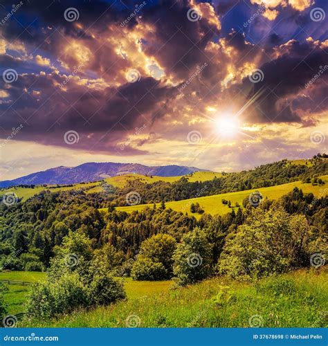 Pine Trees Near Valley In Mountains On Hillside Under Sky With Stock