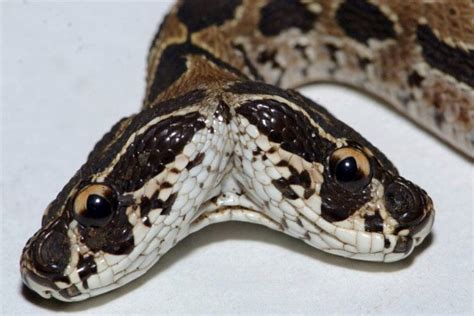 Ultra Rare Deadly Viper Snake With Two Heads Spotted And Venomous