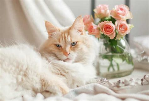 5 Flowers That Are Safe For Cats The Catnip Times