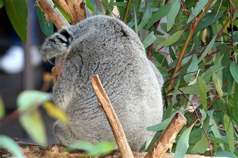 Koala Back A Photo On Flickriver