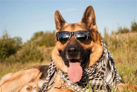 Why Are German Shepherds So Popular Your Guide To Pet Nirvana