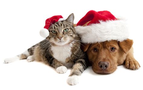 Christmas Cats And Dogs Png Download 1024646 Free Transparent Shih