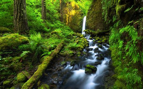 Forest Waterfall 4k Ultra Hd Wallpaper Background Image 3840x2400