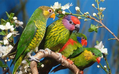Parrots Birds Branch Colorful Wallpaper Coolwallpapersme