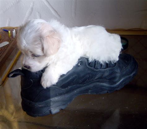 Getting ready to crate train. Crate Training a Crying Puppy | Daily Puppy