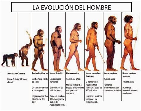 Evoluci N Del Hombre Evolucion Del Hombre Evoluci N Humana Evolucion