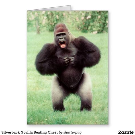 Silverback Gorilla Beating Chest Card Zazzleca Silverback Gorilla