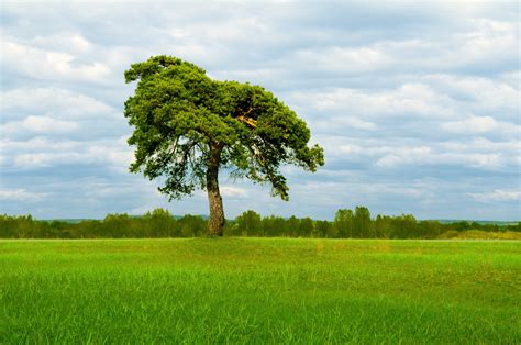 A Pine Tree In A Field Free Stock Photo Public Domain Pictures