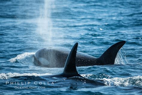 Killer Whales Biggs Transient Orcas Palos Verdes California