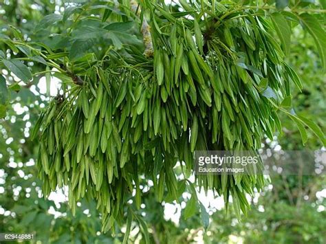 Ash Tree Seed Photos And Premium High Res Pictures Getty Images