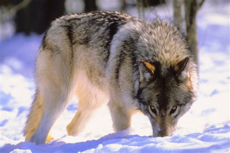 Montana Plans To Keep Wolf Hunt Quotas Outside Yellowstone