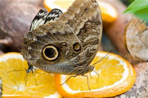Butterflies have mouthparts designed like straws, so they don't really have a tongue. What Do Butterflies Eat | LoveToKnow