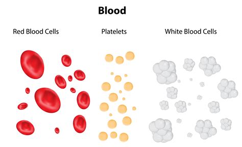 The Components And Functions Of Blood — Lesson Science Cbse Class 7