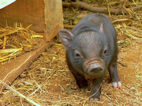 Potbellied Pigs As Pets Is This The Right Pet For You Petful 2022