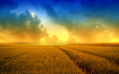 Hd Wallpapers Golden Harvest Wheat Field 2560x1600