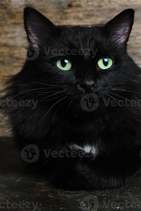 Beautiful Black Cat With Green Eyes With A White Spot And A Fluffy Mane