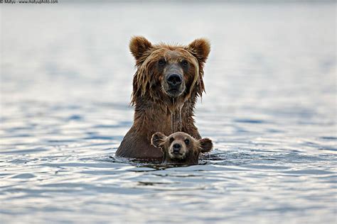25 Of The Cutest Parenting Moments In The Animal Kingdom Aesthesiamag