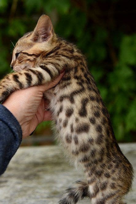 Their canned foods are made by a manufacturing partner also located in new zealand. female savanna kitten price | exotic kittens for sale near ...