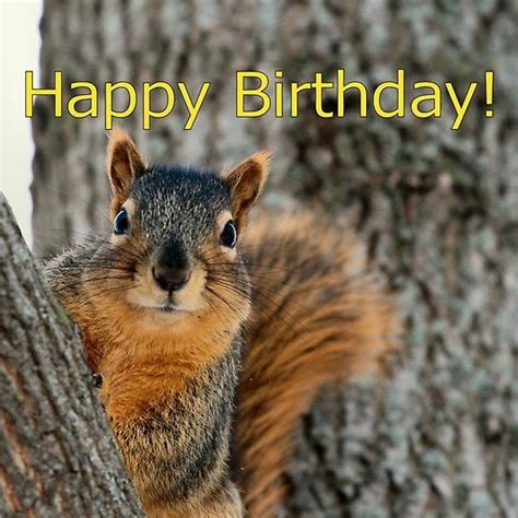 Happy Birthday Squirrel Wishes By Morekeala Happy Birthday Squirrel