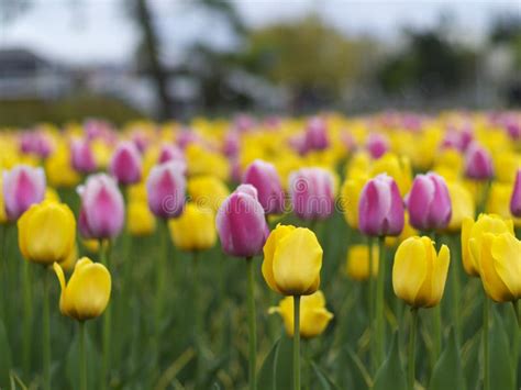 Beautiful Tulips In Spring Stock Photo Image Of Life 11859642