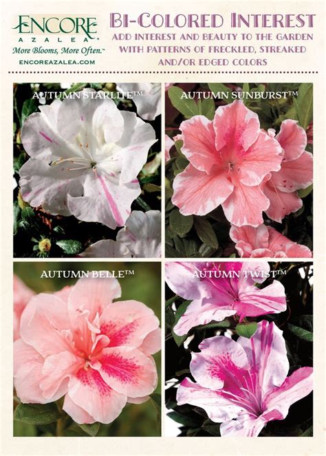 Use Bi Colored Encore Azaleas To Add Interest And Beauty To The Garden