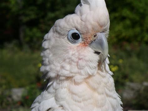 Sıcak fırsatlarda bugün en çok tıklanan bağlantılar gizle. Free Goffin Cockatoo Stock Photo - FreeImages.com