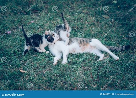 Baby Cats Having Fun Together Outdoors Stock Image Image Of Gray