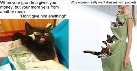 15 Totally Necessary Cat Memes To Get You Through This Week Cat Memes